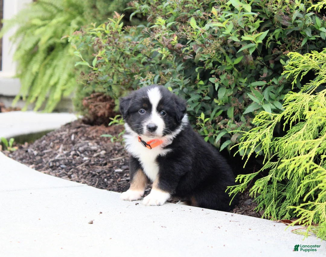 Miniature Australian Shepherd dogs for sale: Archer - Ad 1
