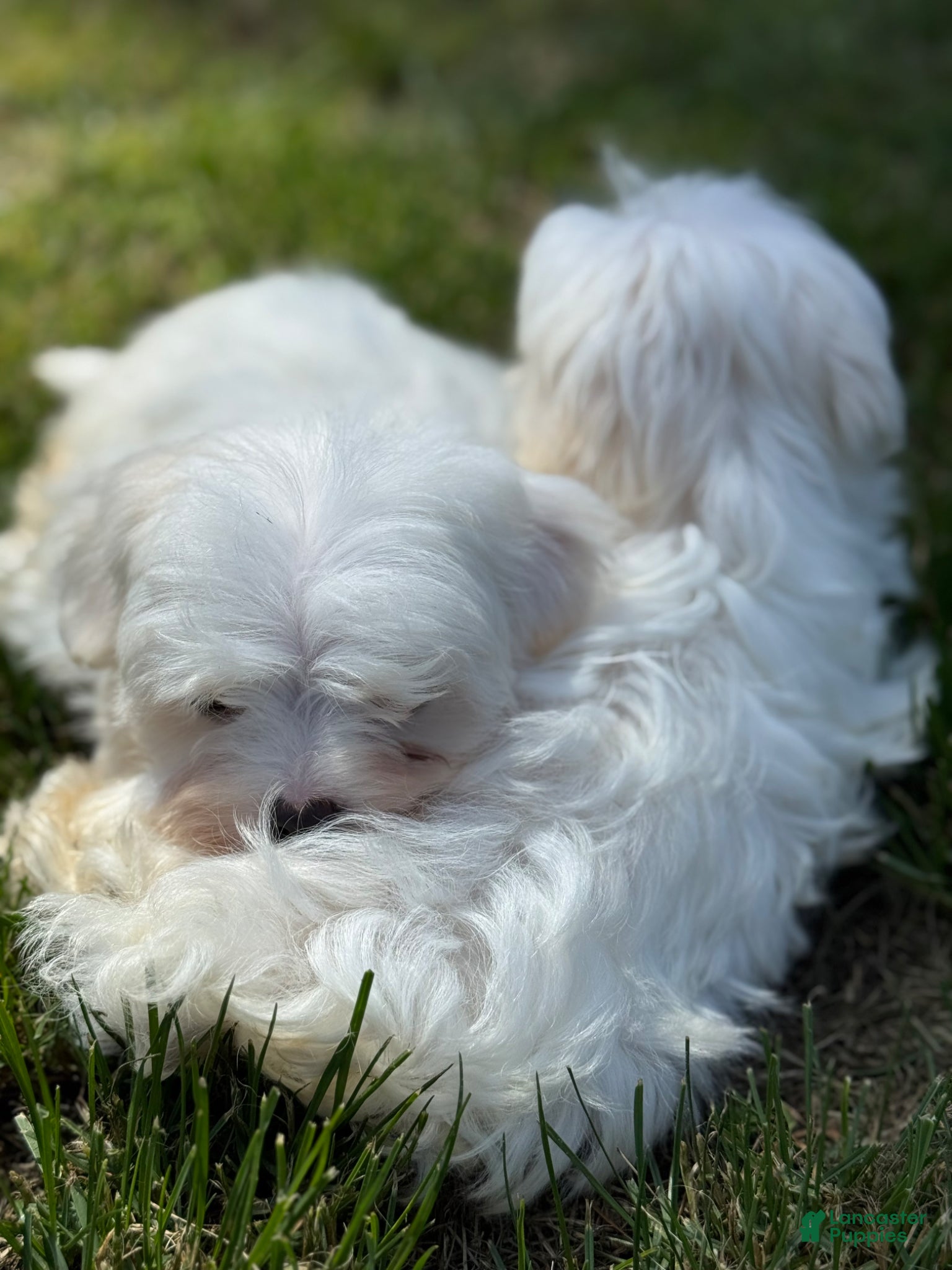 Maltese dogs Maltese Puppy 2 - Ad 1