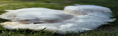 Maltese Puppy 2