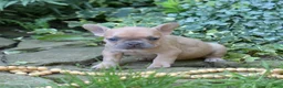 French Bulldog dogs for sale: Pumpkin - Ad 13