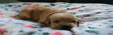 Golden Retriever Puppy 1