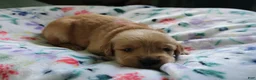 Golden Retriever dogs for sale: Golden Retriever Puppy 1 - Ad 1