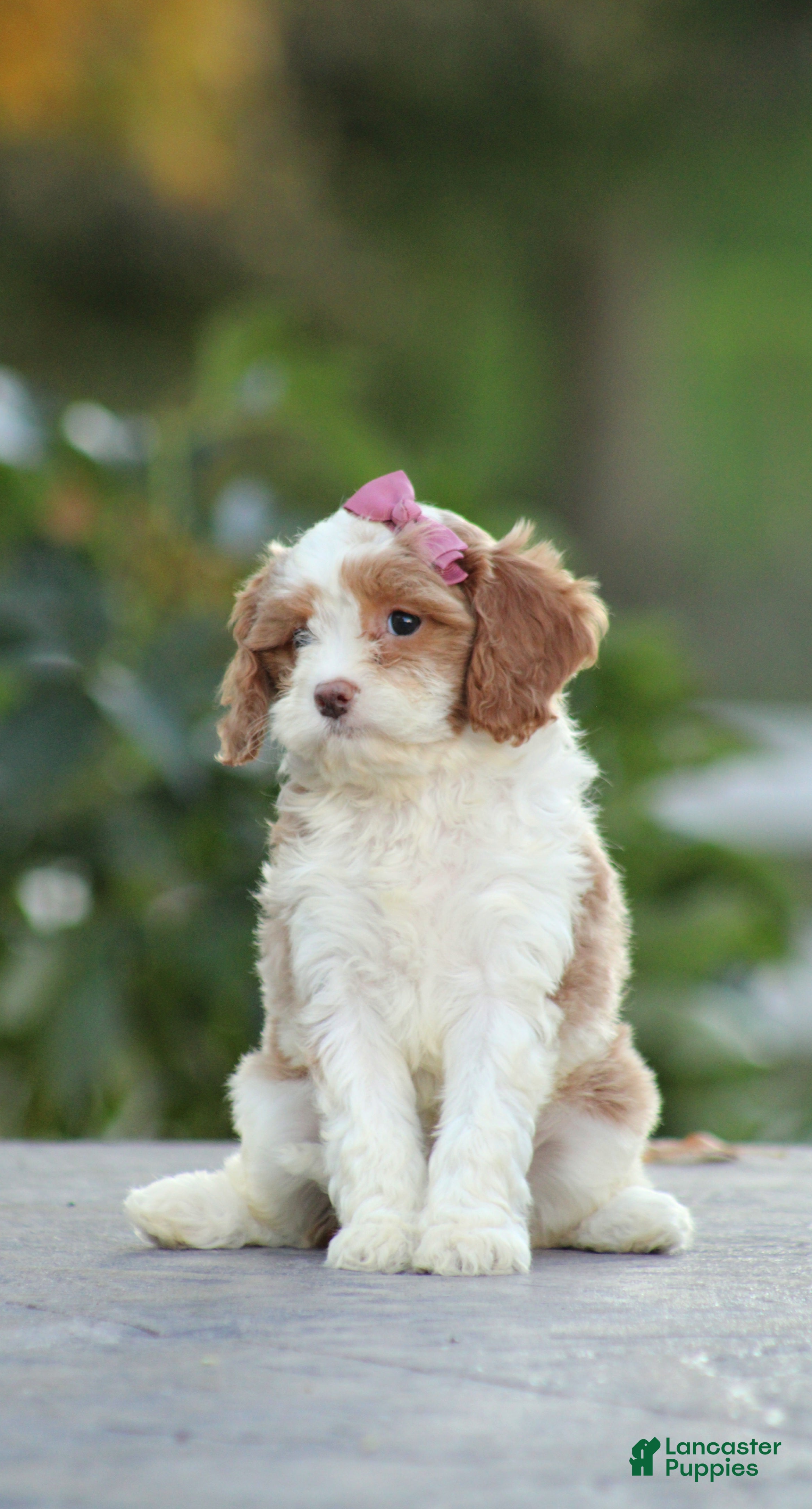 Cavapoo dogs Barbie - Ad 2