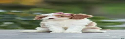 Cavapoo dogs for sale: Barbie - Ad 2