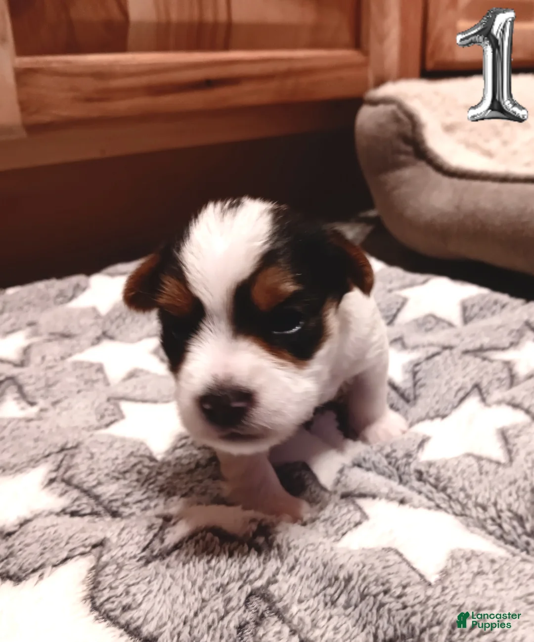 Mixed Breed dogs for sale: #1 Parti-Biewer Yorkshire Terrier Female - Ad 2