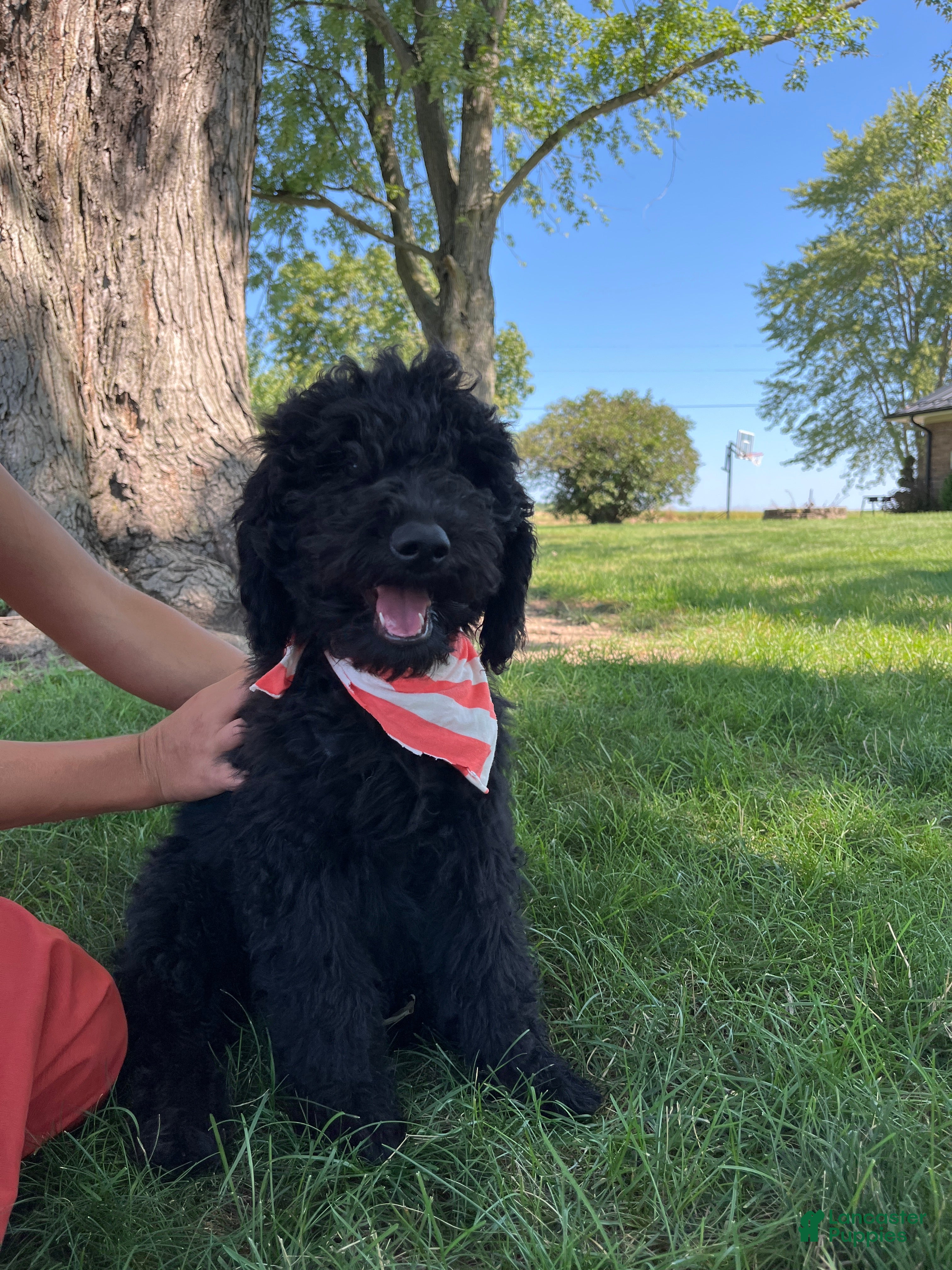 Mini Goldendoodle dogs Marcy - Ad 1