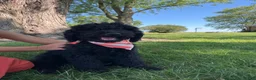 Mini Goldendoodle dogs for sale: Marcy - Ad 1