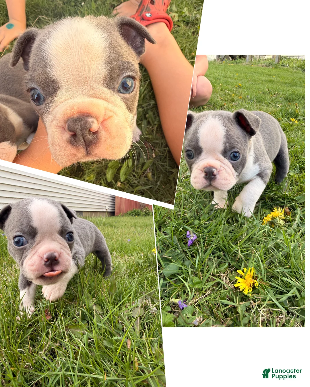 Mixed Breed dogs for sale: Male 1 - Ad 1