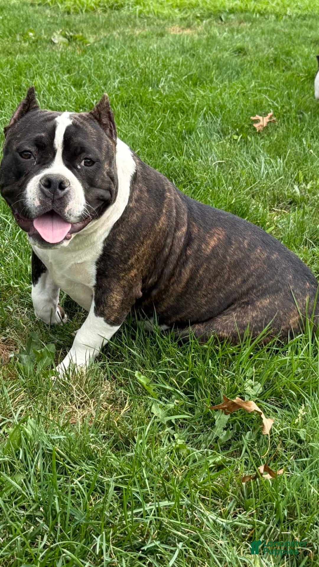 American Bully dogs for sale: Brenda - Ad 5