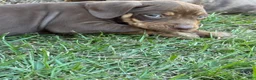 Catahoula Leopard Dog dogs for sale: Smokey - Ad 5