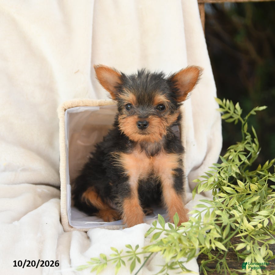 Yorkshire Terrier dogs Baxter - Ad 1