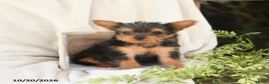 Baxter