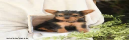 Yorkshire Terrier dogs for sale: Baxter - Ad 1