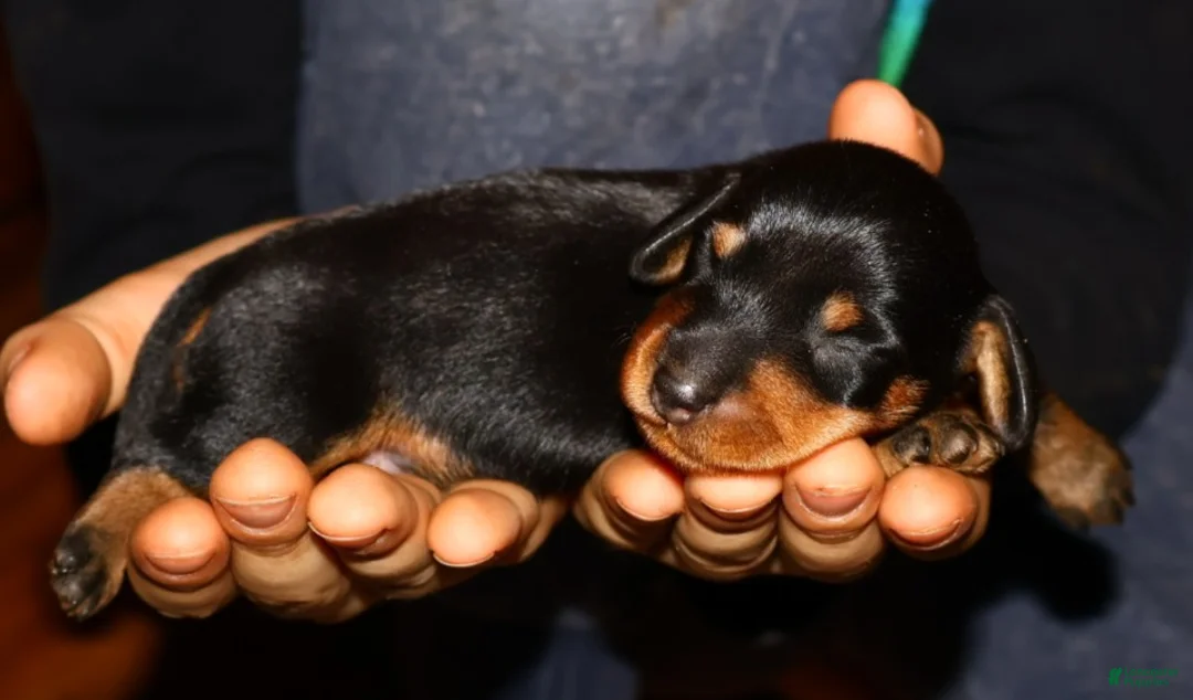 Miniature Dachshund dogs for sale: Jack - Ad 1