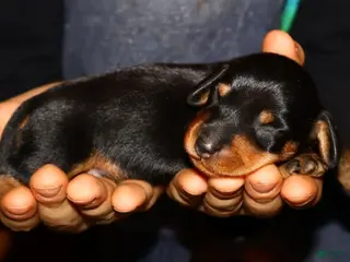 Miniature Dachshund dogs Jack - Ad 29