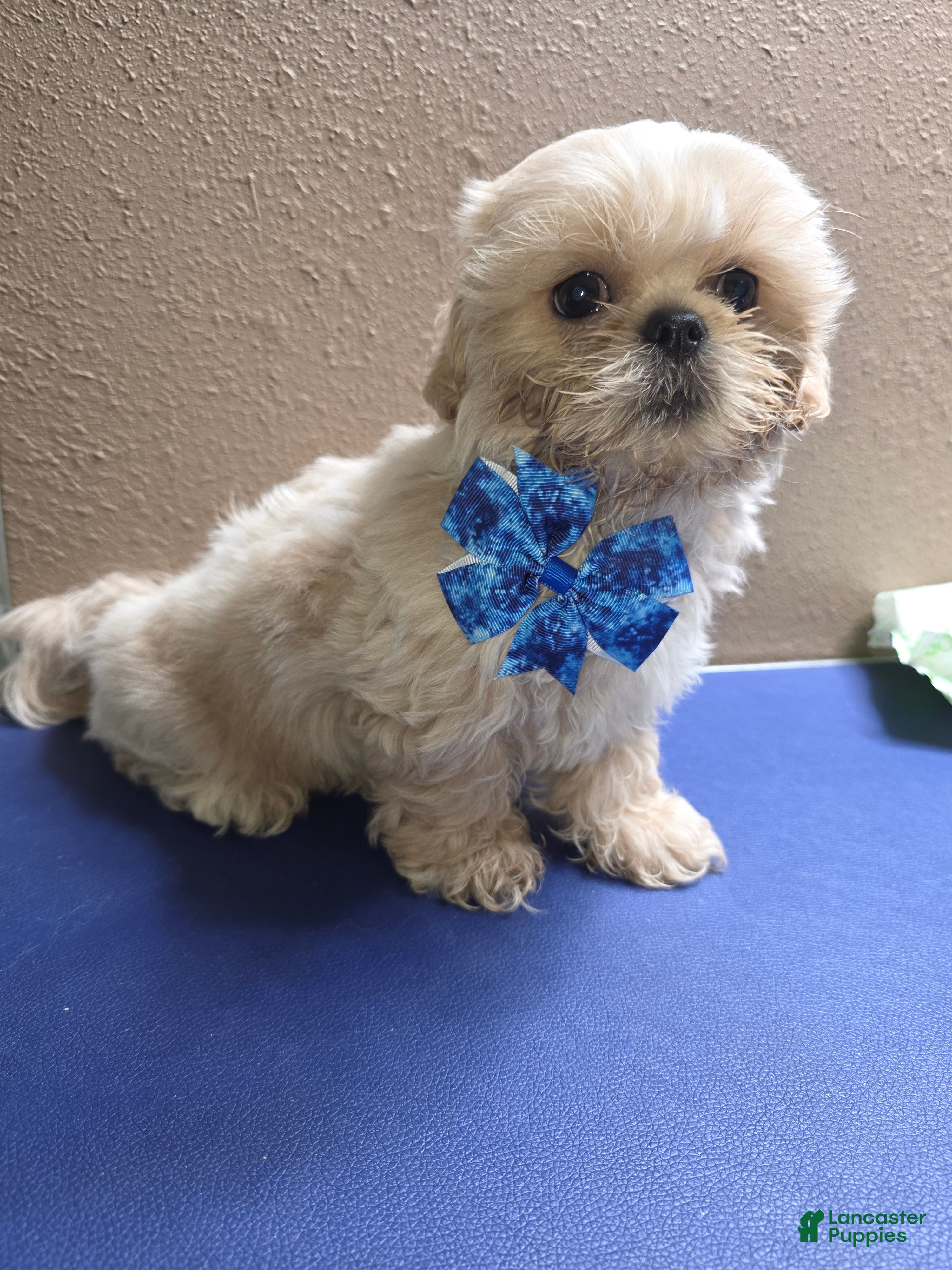 Shih Tzu dogs Shih Tzu Male 1 - Ad 1