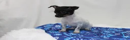 Chihuahua dogs for sale: Chihuahua 3 - Ad 6