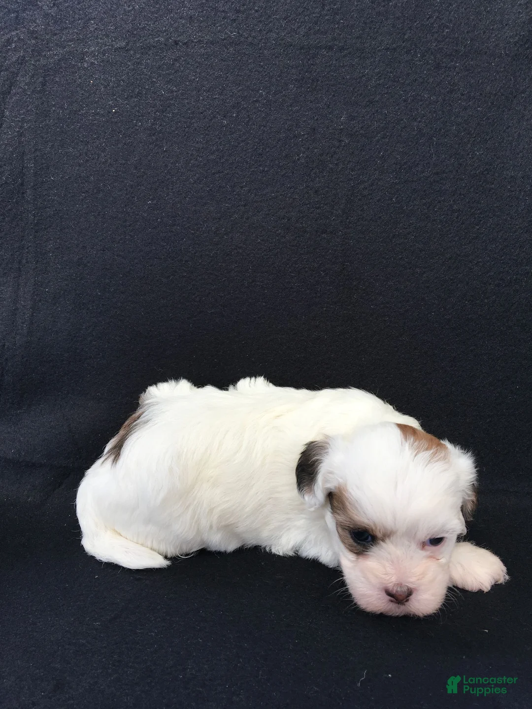 Shihpoo dogs for sale: Rachel - Ad 1