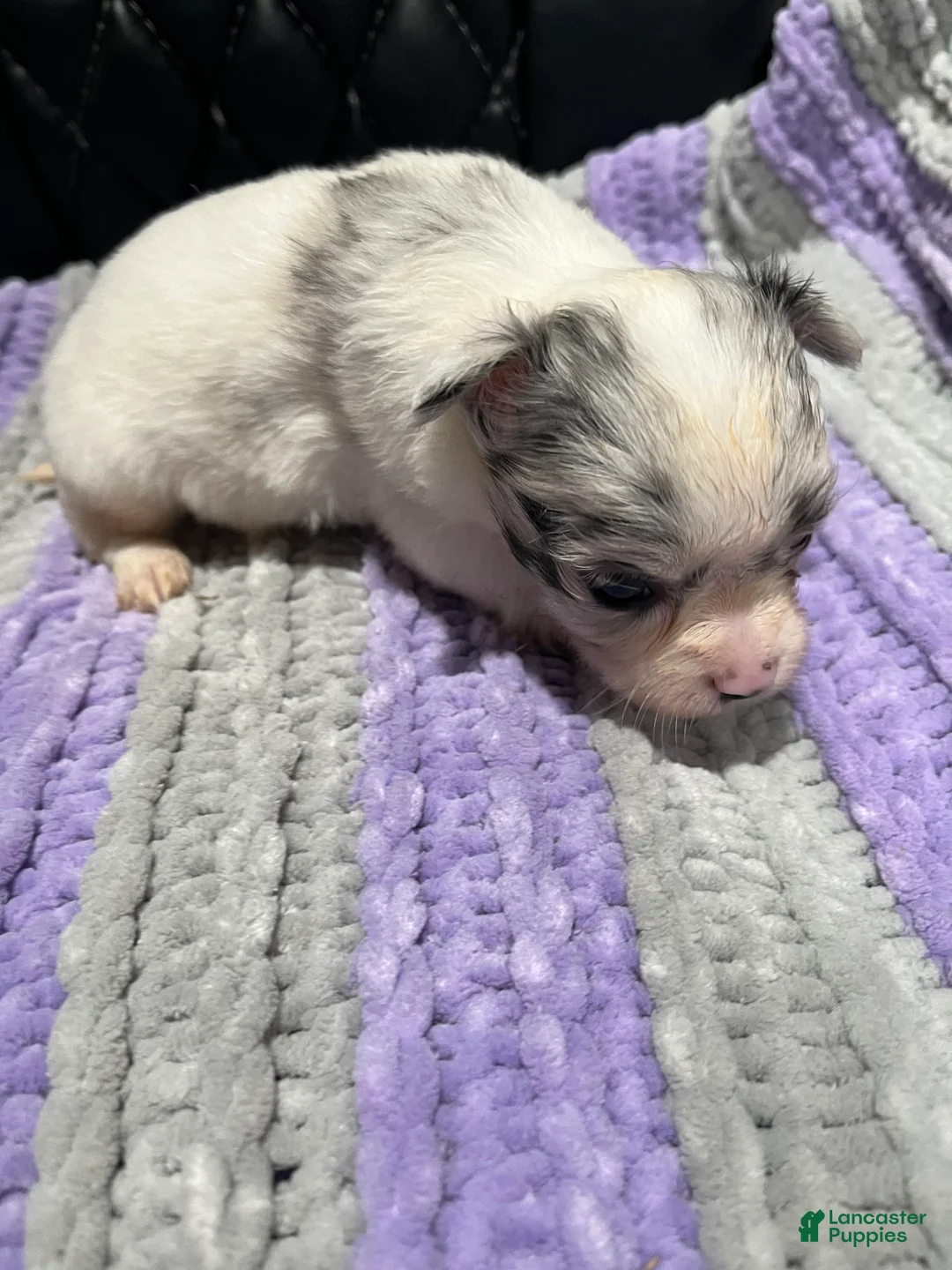 Chihuahua dogs for sale: Chihuahua 4 - Ad 2