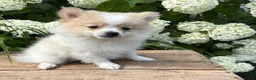 Pomeranian dogs for sale: Kai - Ad 2