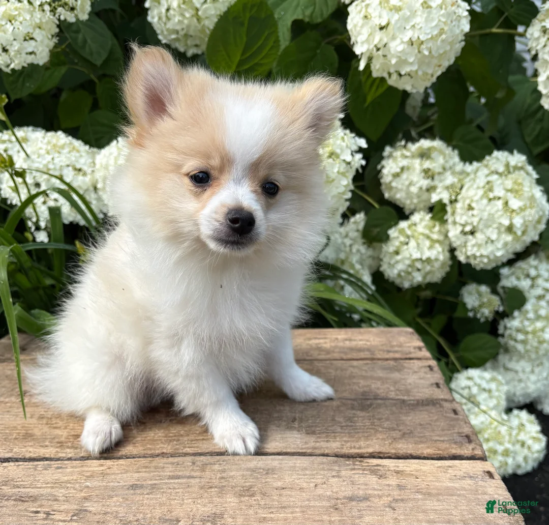 Pomeranian dogs for sale: Kai - Ad 2