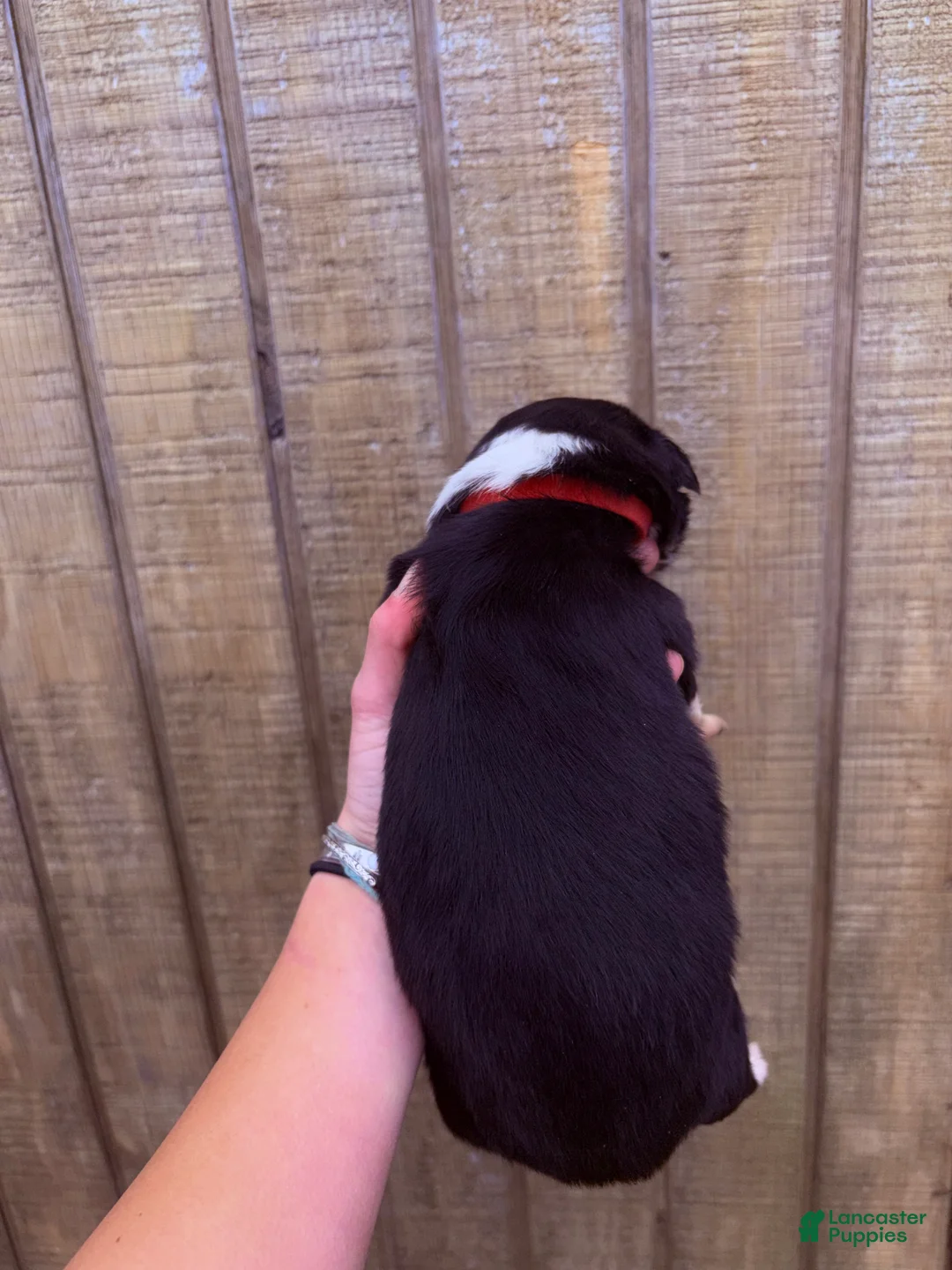 Australian Shepherd dogs for sale: Australian Shepherd Puppy 7 - Ad 2