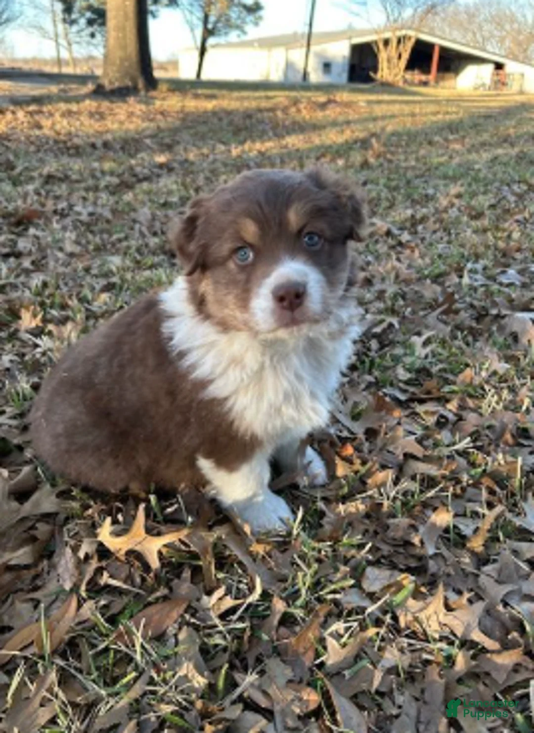 Australian Shepherd dogs for sale: Red Tri Male - Ad 4