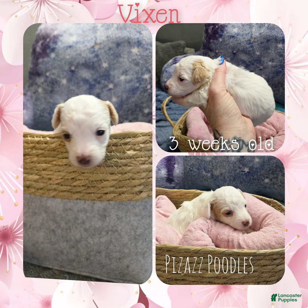 Miniature Poodle dogs for sale: Vixen - Ad 5