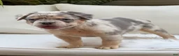 French Bulldog dogs for sale: Sophie - Ad 1