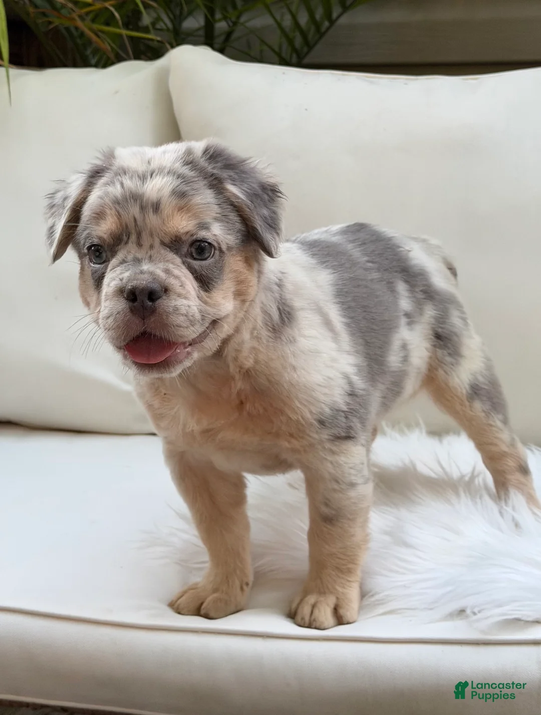 French Bulldog dogs for sale: Sophie - Ad 1