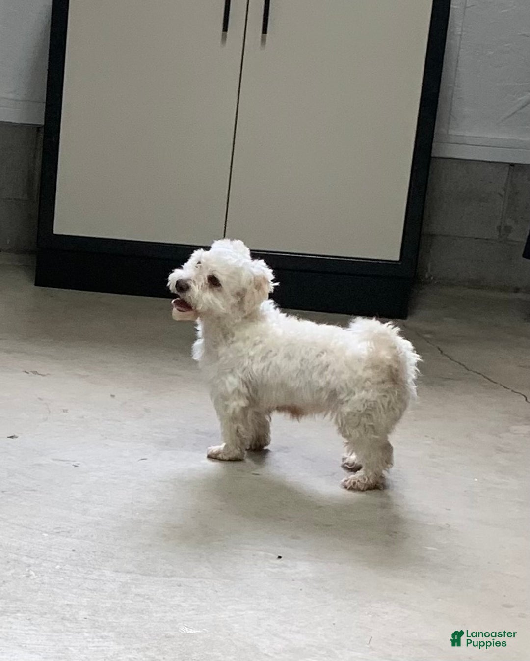 Havanese dogs for sale: Ollie - Ad 7