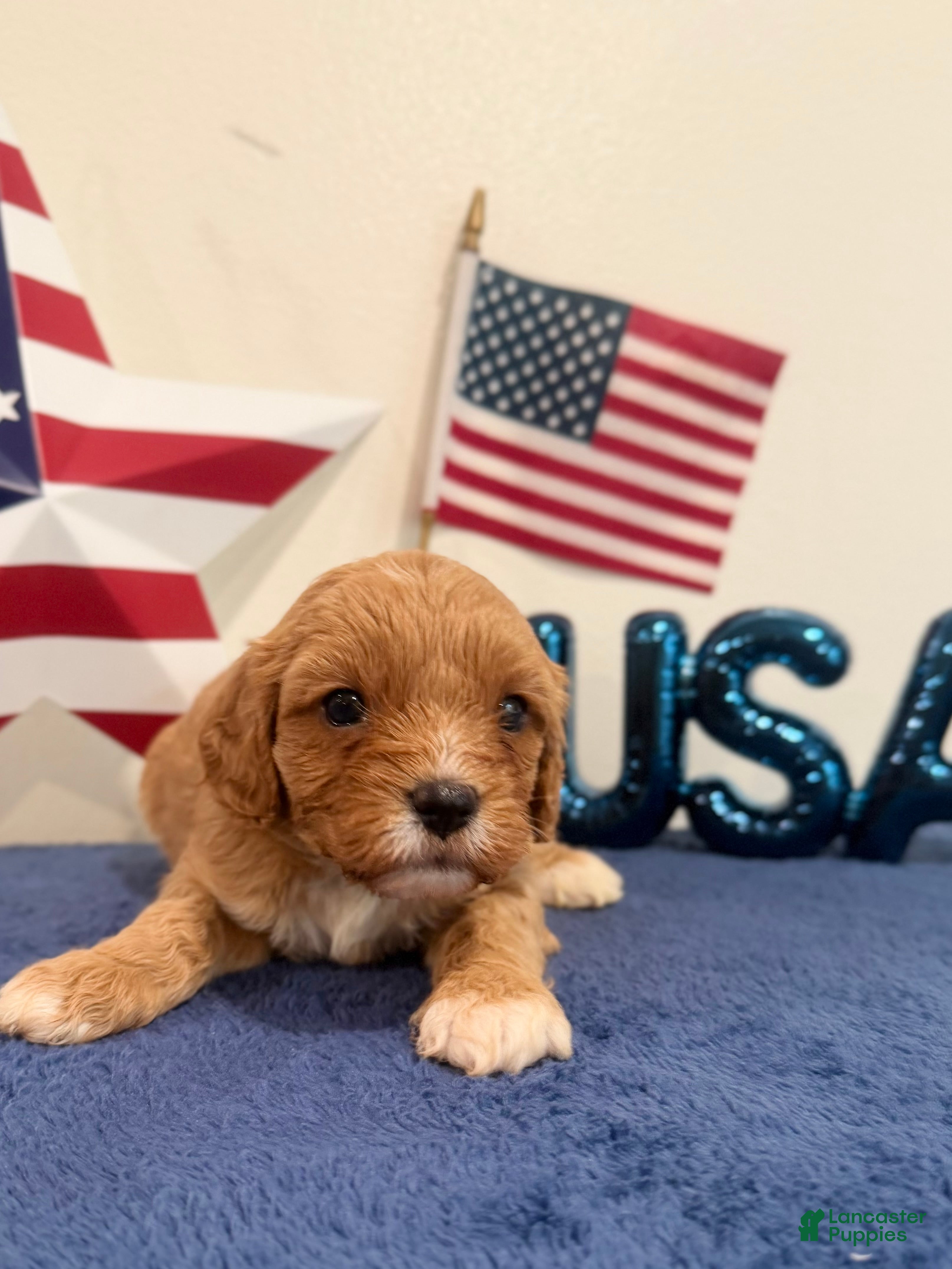 Cavapoo dogs for sale: Patriot - Ad 4