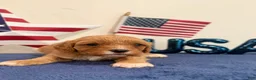 Cavapoo dogs for sale: Patriot - Ad 1