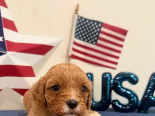 Cavapoo dogs for sale: Patriot - Ad 4