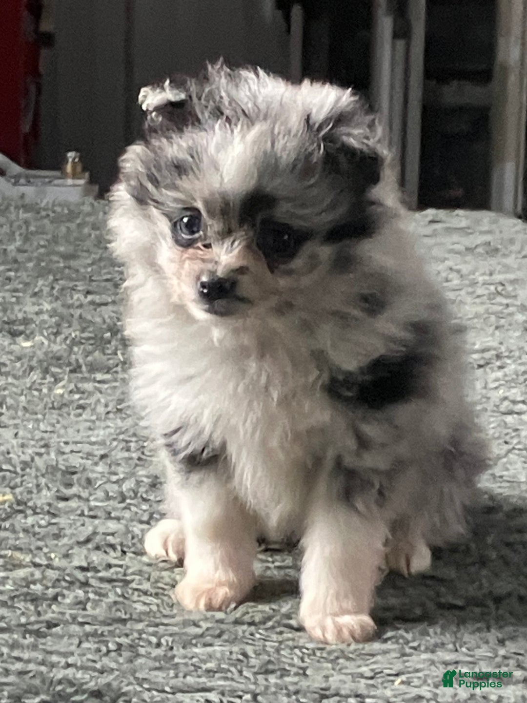 Mixed Breed dogs for sale: Julie - Ad 3