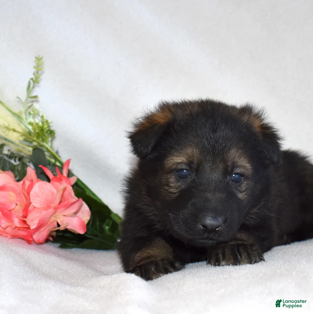 German Shepherd dogs for sale: Sheriff - Ad 3