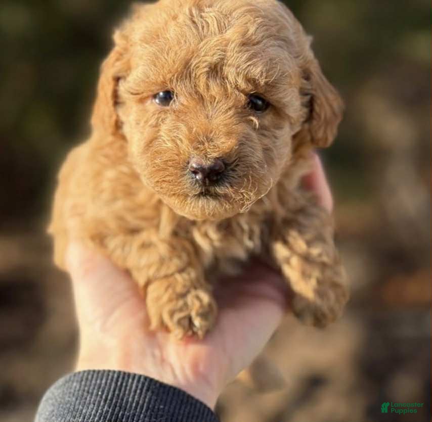 Toy Poodle dogs Lena - Ad 36