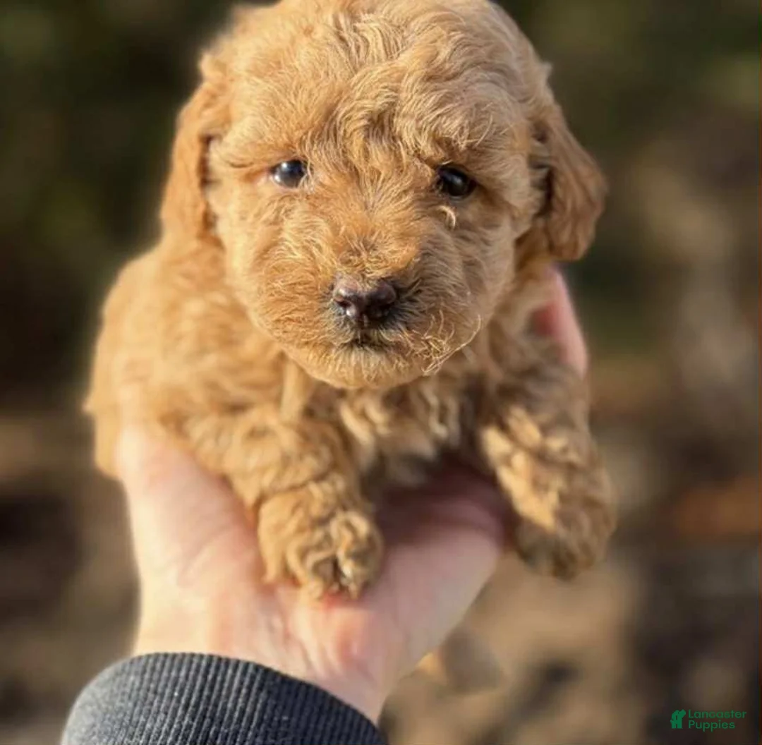 Toy Poodle dogs for sale: Lena - Ad 1