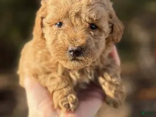 Toy Poodle dogs Lena - Ad 36