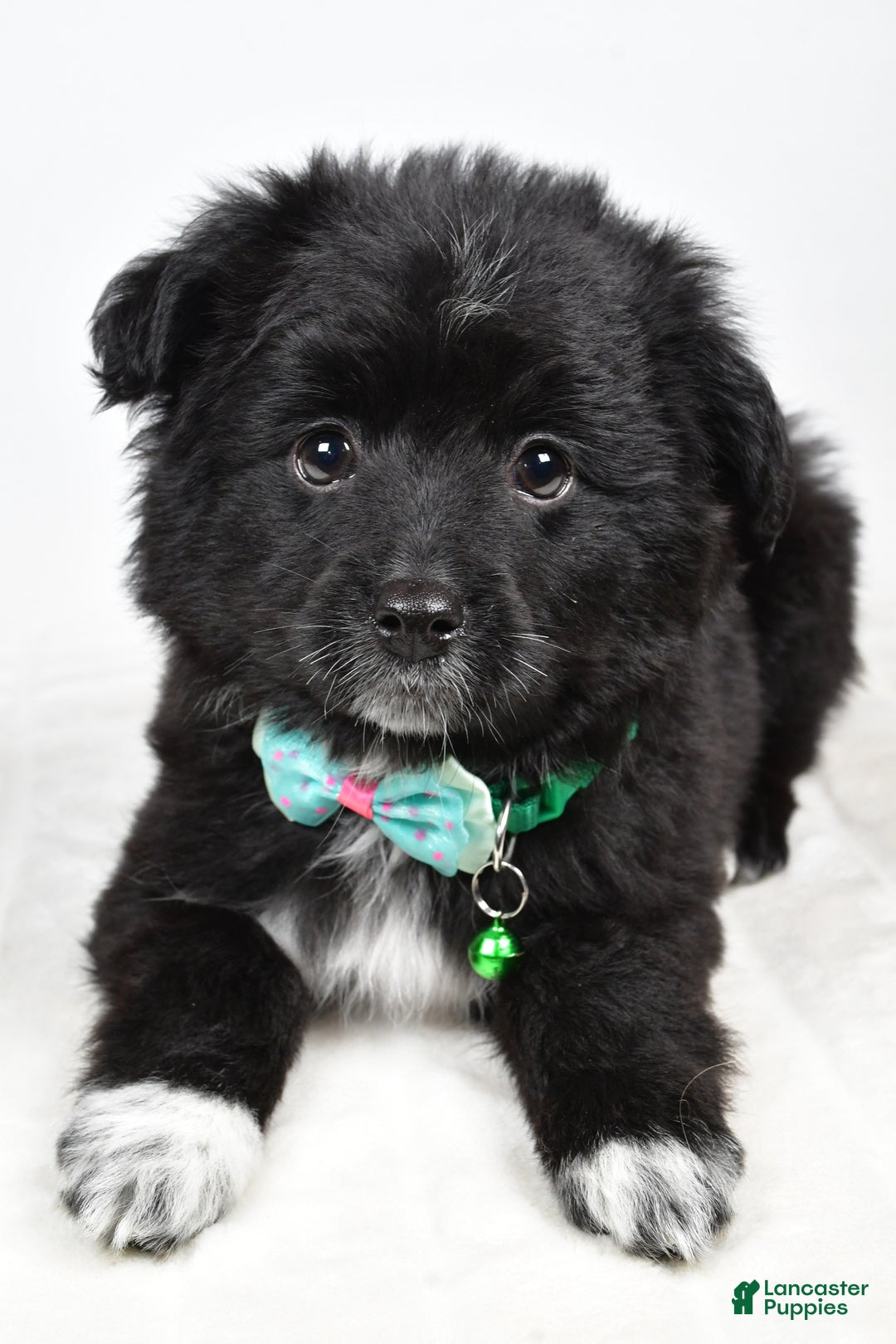 Mini Aussiedoodle dogs for sale: Wyatt  - Ad 5