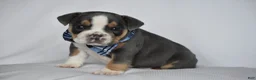 Beabull dogs for sale: Captain - Ad 3