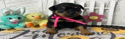 Rottweiler dogs for sale:  Betty - Ad 2