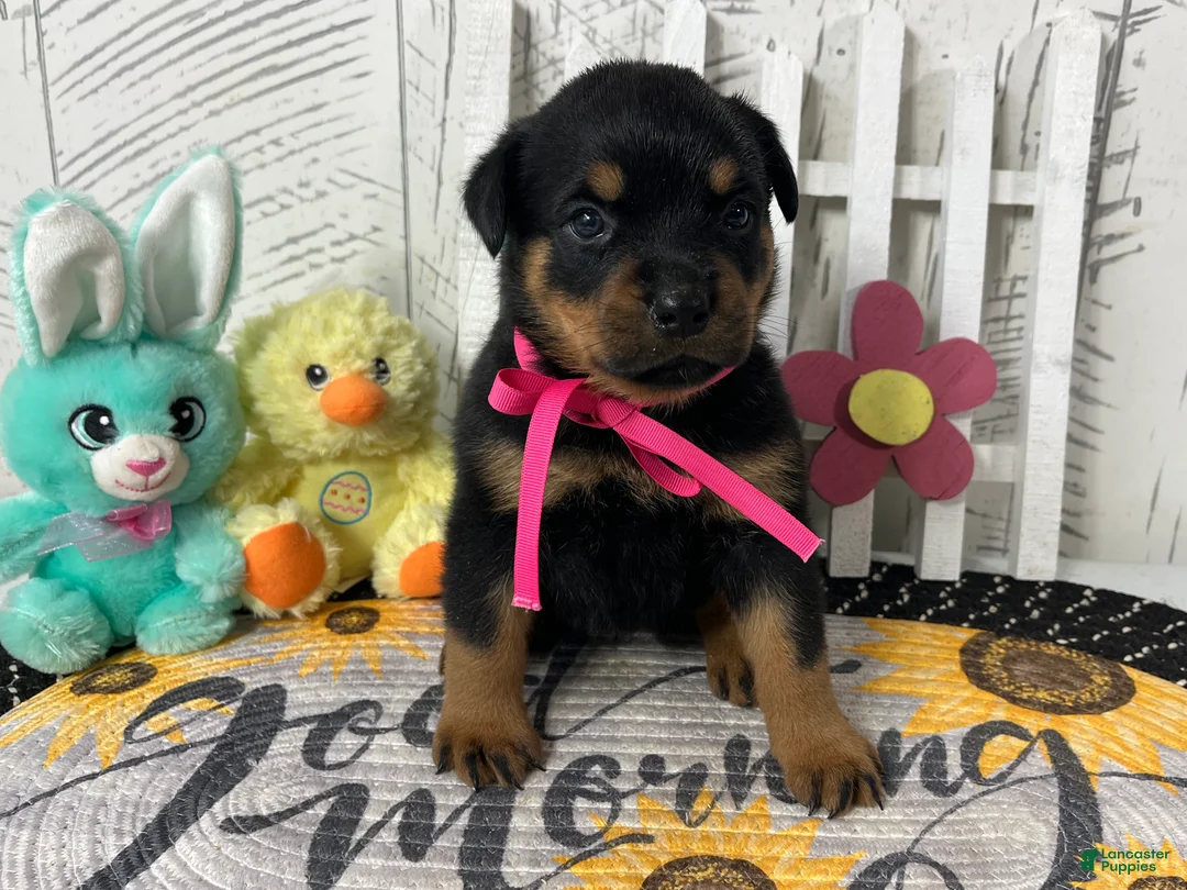 Rottweiler dogs for sale:  Betty - Ad 2