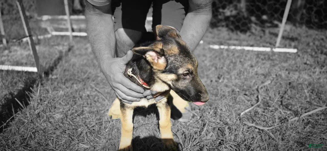 German Shepherd dogs for sale: Red Collar Female — German Shepherd Puppy, Dayton Ohio - Ad 2