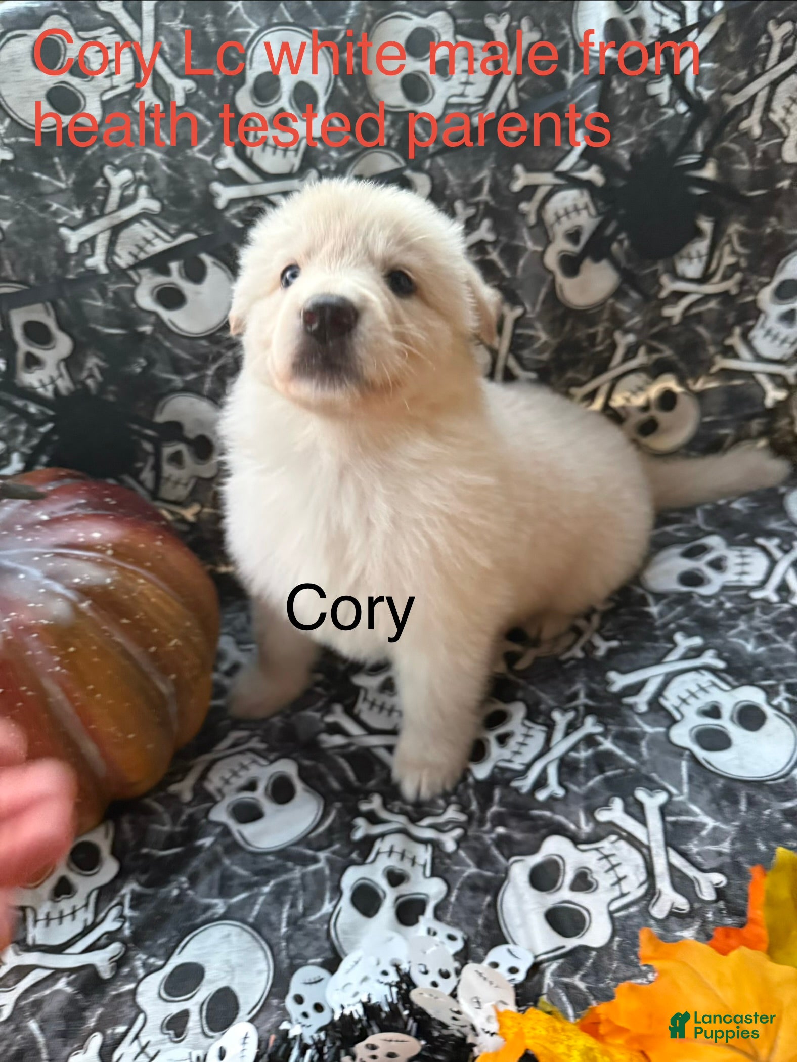 German Shepherd dogs Cory - Ad 23