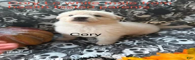 Cory