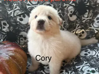 German Shepherd dogs Cory - Ad 23