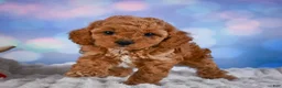 Cavapoo dogs for sale: Angel - Ad 7