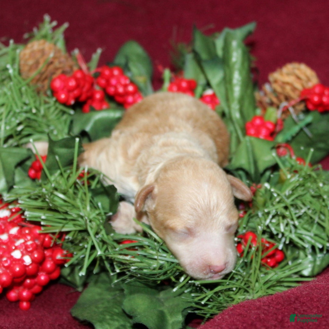 Miniature Poodle dogs for sale: Xavier - Ad 2