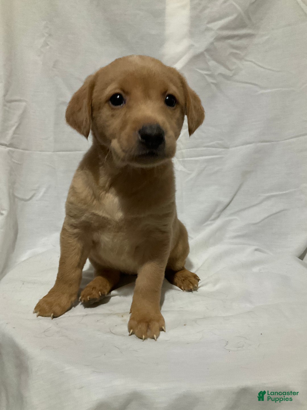 Labrador Retriever dogs for sale: Stella - Ad 1